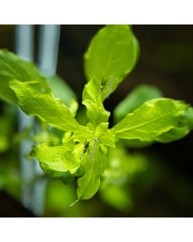 Ludwigia Palustris  Green  - En Pot