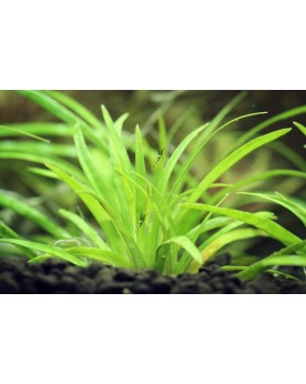 Eriocaulon sp. Vietnam - En Pot Ludwigia Palustris 'Green' est une ...