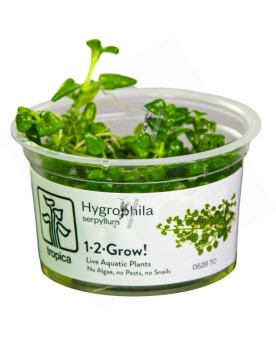 Hygrophila serpyllum -  1-2 Grow!