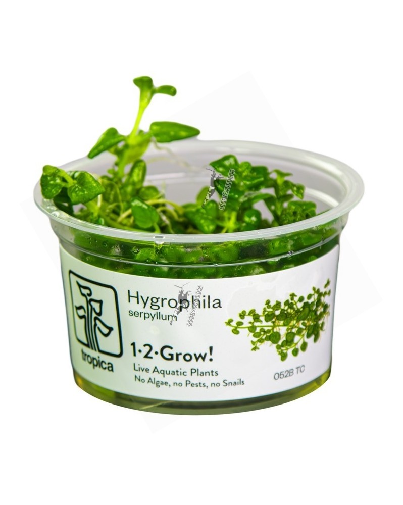 Hygrophila serpyllum - 1-2 Grow!  Hygrophila Serpyllum est une nouv...