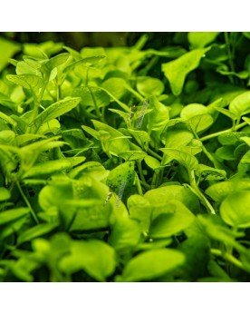 Hygrophila serpyllum - 1-2 Grow!  Hygrophila Serpyllum est une nouv...