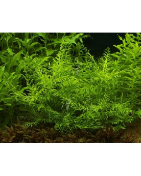 Hygrophila odora - 1-2 Grow! Hygrophila Odora est une espèce d'Hygr...