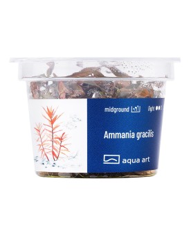 Ammannia gracillis - Aqua-art