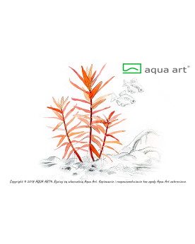 Ammannia gracillis - Aqua-art