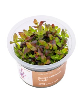 Bacopa Salzmannii  Purple  - Aqua-art