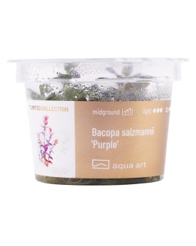 Bacopa Salzmannii  Purple  - Aqua-art