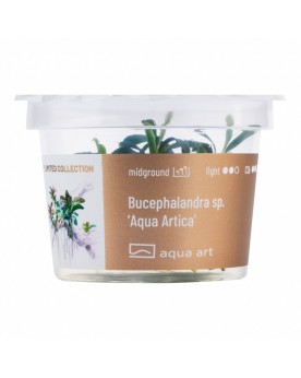 Bucephalandra sp.  Aqua Artica  - Aqua-art