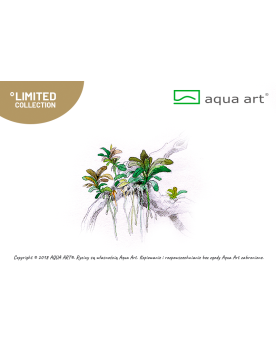 Bucephalandra sp.  Aqua Artica  - Aqua-art