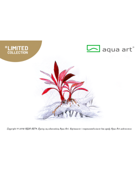 Bucephalandra sp.  Ulysses  - Aqua-art