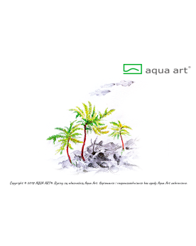 Climacium japonicum - Aqua-art