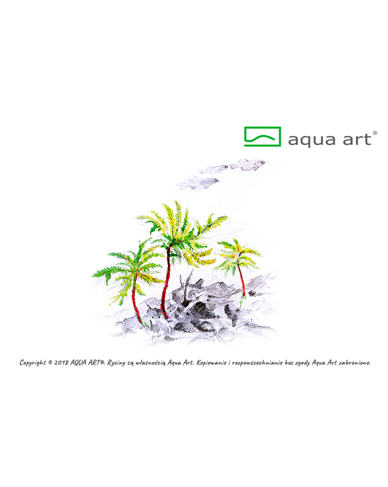 Climacium japonicum - Aqua-art Description : Climacium japonicum es...