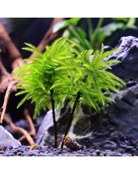 Climacium japonicum - Aqua-art