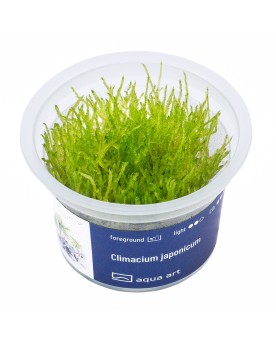 Climacium japonicum - Aqua-art Description : Climacium japonicum es...