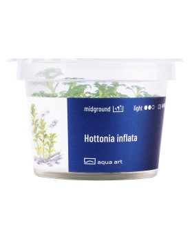 Hottonia inflata - Aqua-art