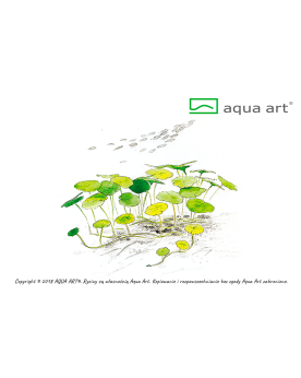 Hydrocotyle verticillata - Aqua-art