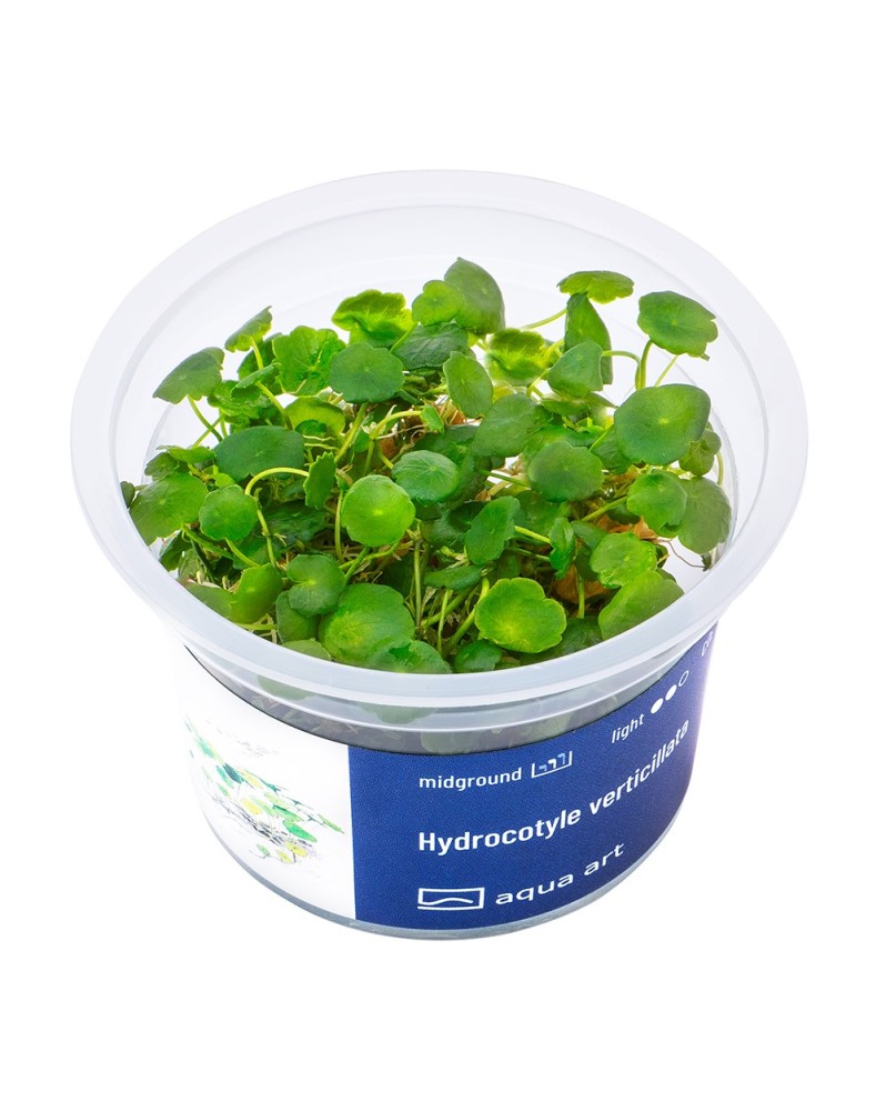 Hydrocotyle verticillata - Aqua-art Hydrocotyle verticillata - Aqua...