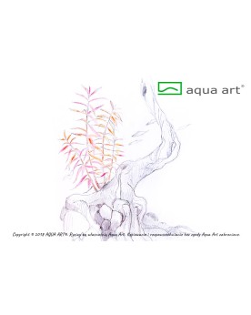Hygrophila lancea  Chai  - Aqua-art