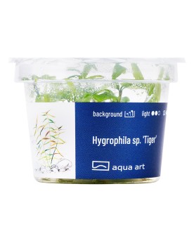 Hygrophila sp. Tiger - Aqua-art