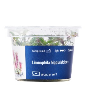 Limnophila hippuridoides - Aqua-art