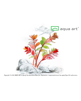 Ludwigia sp.  Super Mini red - Aqua-art