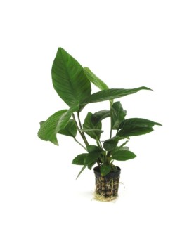 Anubias heterophylla Anubias Heterophylla en pot, soigneusement cul...