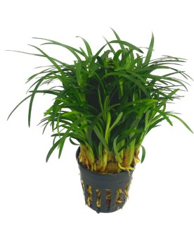 Ophiopogon japonica  pussilus  - En pot