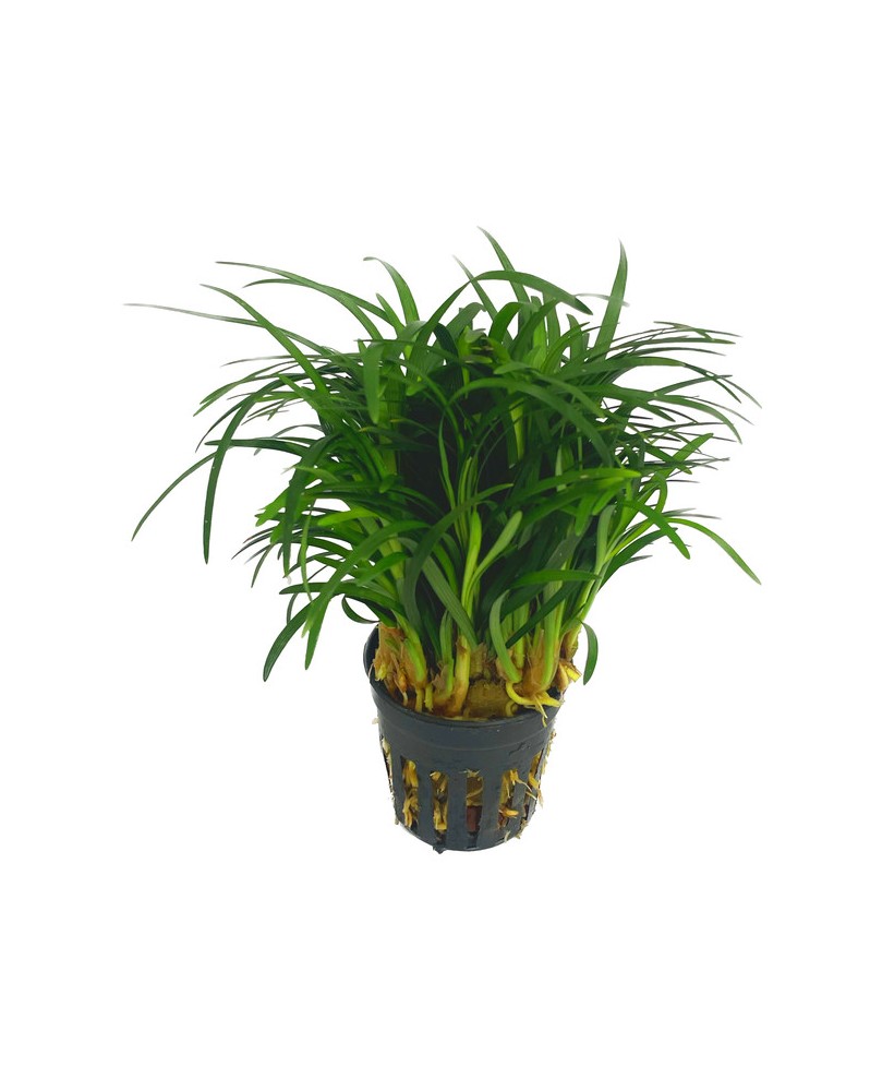 Ophiopogon japonica  pussilus  - En pot