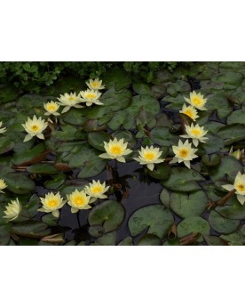 Nymphea  Pygmaea  Alba (nain, fleur blanche)