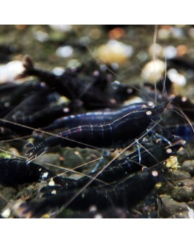 BT0 Black Tiger Orange Eyes Shrimp Crevette entièrement noire, avec...