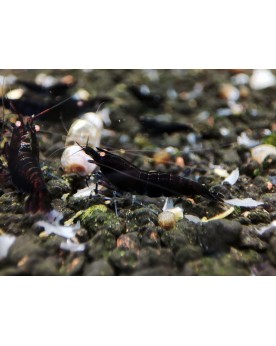 BT0 Black Tiger Orange Eyes Shrimp Crevette entièrement noire, avec...