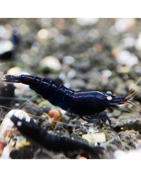 BT0 Black Tiger Orange Eyes Shrimp Crevette entièrement noire, avec...