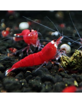 Super Crystal Red - Top Qualité Super Crystal red Shrimps Nous vous...