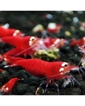 Super Crystal Red - Top Qualité Super Crystal red Shrimps Nous vous...