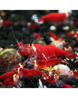 Super Crystal Red - Top Qualité Super Crystal red Shrimps Nous vous...