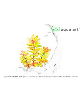 Ludwigia sphaerocarpa  Pilosa - Aqua-art