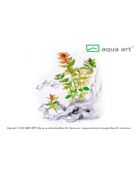 Ludwigia repens  Mesakana - Aqua-art