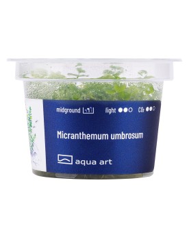 Micranthemum umbrosom - Aqua-art