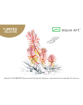 Nesea sp. Gold - Aqua-art Nom scientifique : Nesaea pedicellata 'Go...