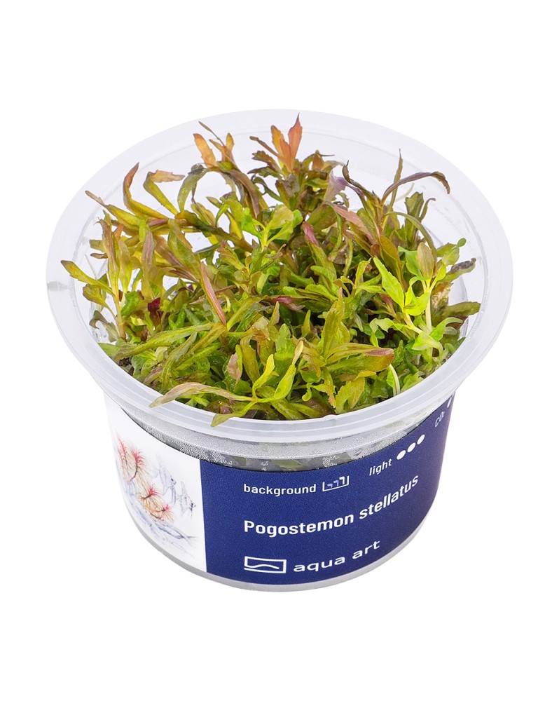 Pogostemon stellatus - Aqua-art Pogostemon stellatus est une plante...