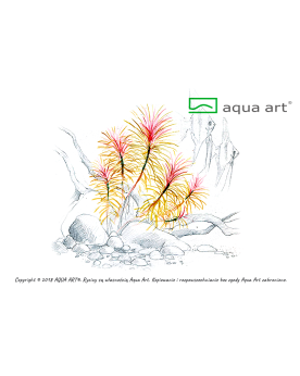 Pogostemon stellatus - Aqua-art Pogostemon stellatus est une plante...