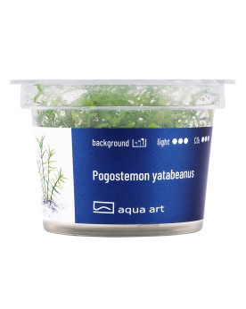 Pogostemon Yatabeanus - Aqua-art Le Pogostemon yatabeanus est une p...