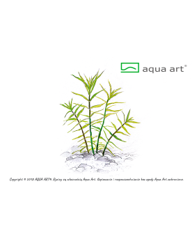 Pogostemon Yatabeanus - Aqua-art Le Pogostemon yatabeanus est une p...