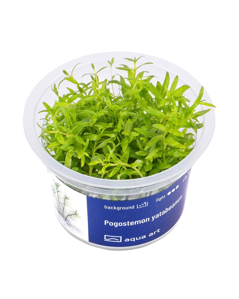 Pogostemon Yatabeanus - Aqua-art Le Pogostemon yatabeanus est une p...