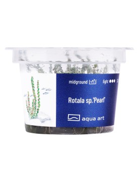 Rotala sp. Pearl - Aqua-art Rotala sp. Pearl est une plante basse à...