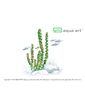 Rotala sp. Pearl - Aqua-art Rotala sp. Pearl est une plante basse à...