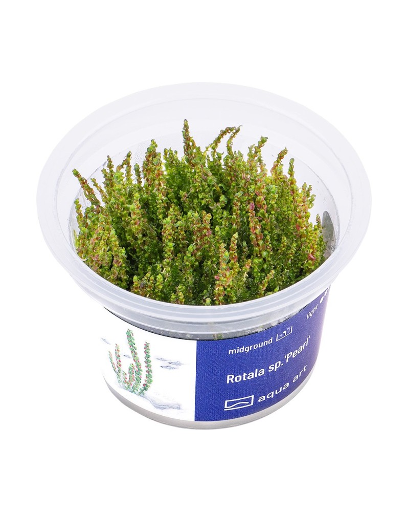 Rotala sp. Pearl - Aqua-art Rotala sp. Pearl est une plante basse à...