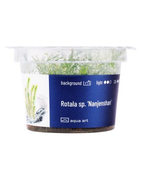 Rotala sp. Nanjenshan - Aqua-art La Rotala Nanjenshan est originair...