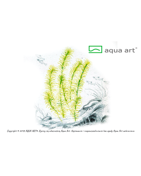 Rotala sp. Nanjenshan - Aqua-art La Rotala Nanjenshan est originair...