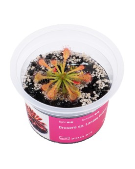 Drosera sp. Lantau Island - Aqua-art La Drosera sp. Lantau Island e...