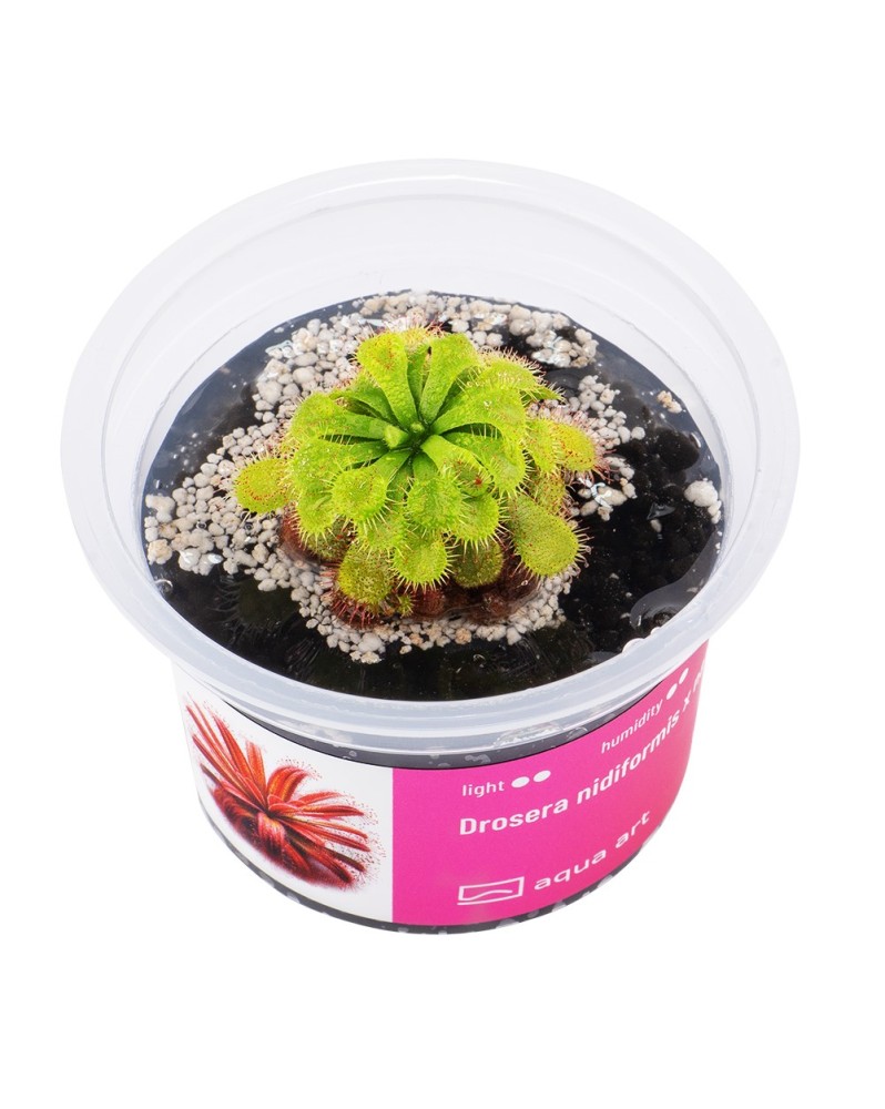 Drosera sp. nidiformis x natalensis - Aqua-art Drosera sp. nidiform...